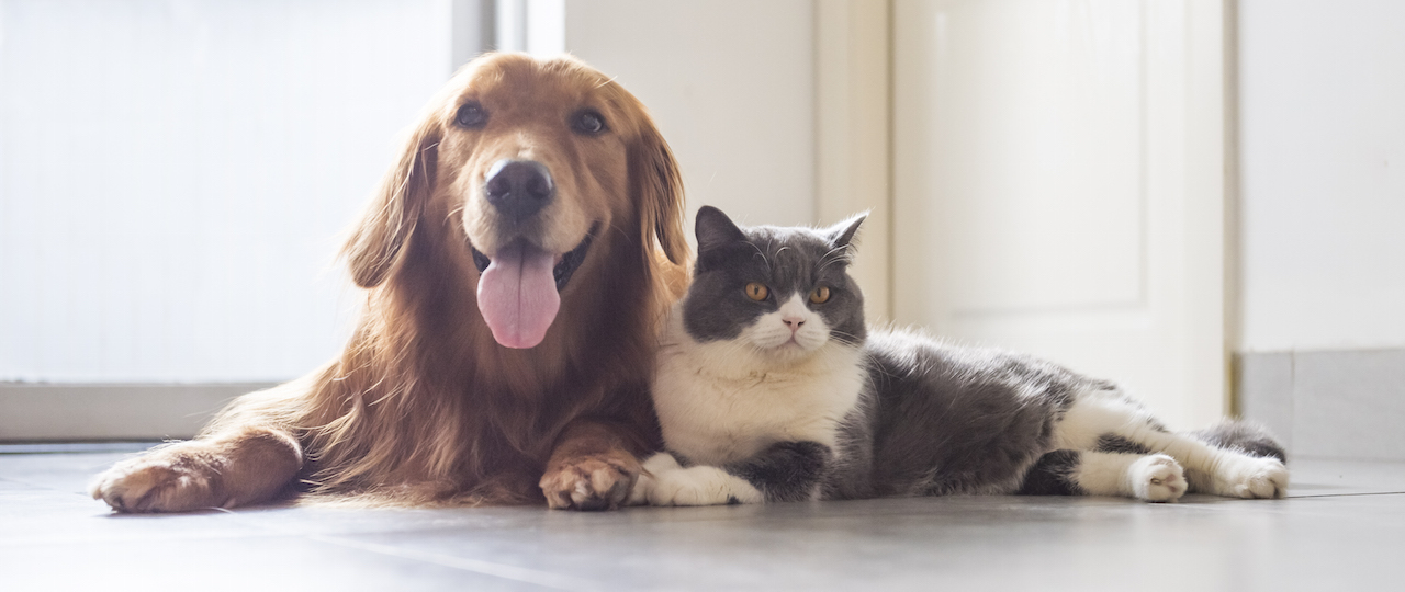 Animal Essentials Chooses 1Digital for Their SEO