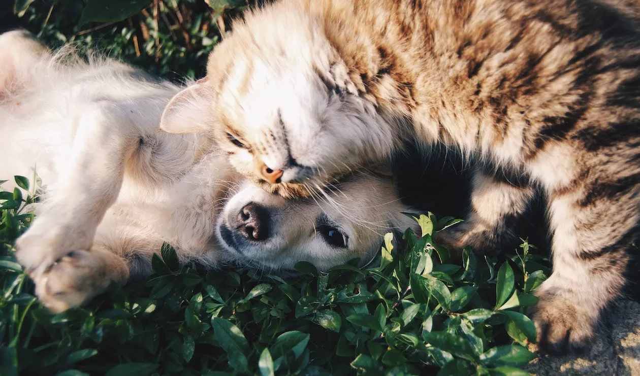 pet store seo