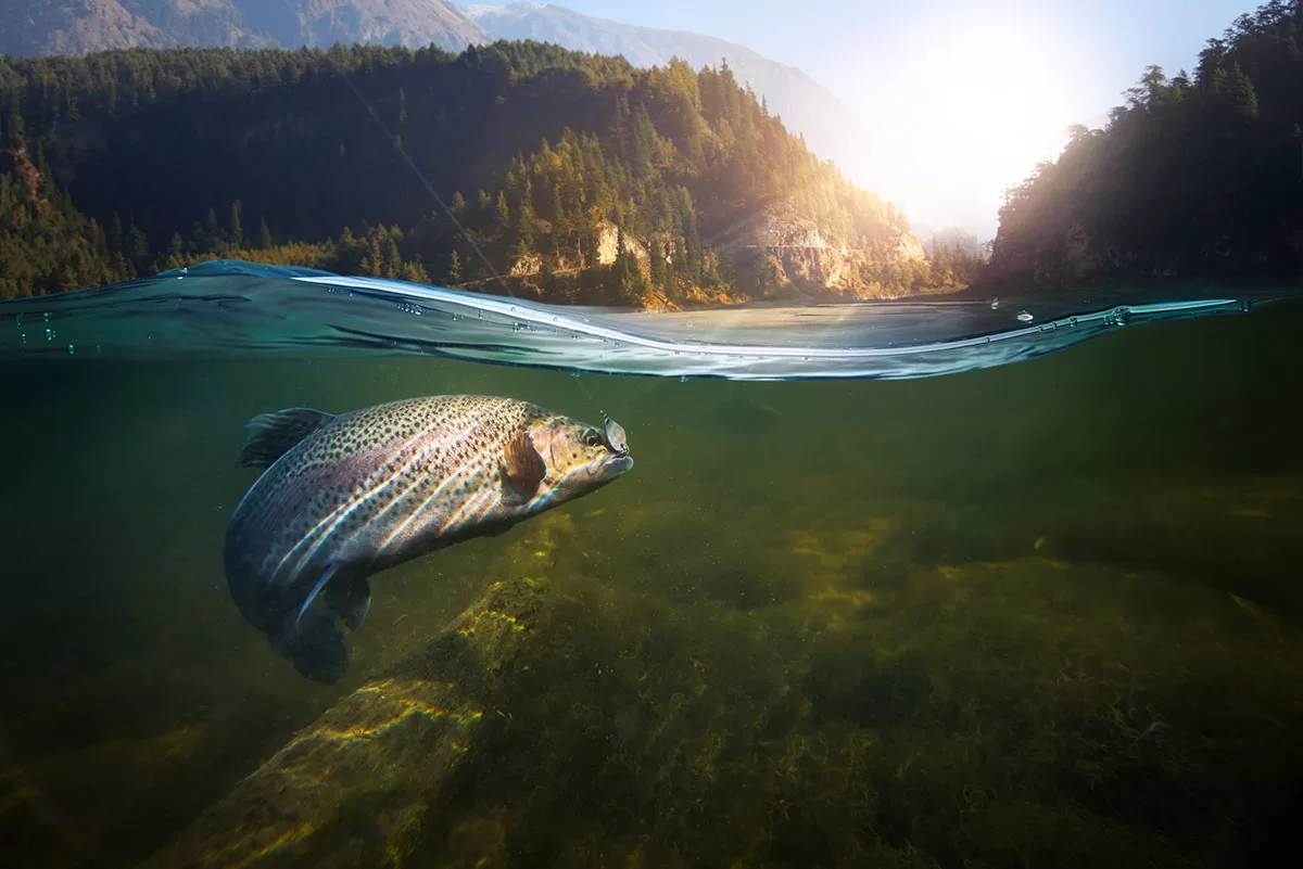 Fishing Tackle SEO and Attracting Leads
